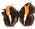  ( - 16-SRNP-36579)  @13 [ ] CreativeCommons - Attribution Non-Commercial Share-Alike (2018) Daniel H. Janzen Guanacaste Dry Forest Conservation Fund