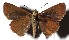  ( - 16-SRNP-40519)  @14 [ ] CreativeCommons - Attribution Non-Commercial Share-Alike (2018) Daniel H. Janzen Guanacaste Dry Forest Conservation Fund