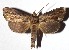  (Bardaxima marcida - 16-SRNP-46281)  @15 [ ] CreativeCommons - Attribution Non-Commercial Share-Alike (2018) Daniel H. Janzen Guanacaste Dry Forest Conservation Fund