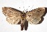  ( - 16-SRNP-46283)  @14 [ ] CreativeCommons - Attribution Non-Commercial Share-Alike (2018) Daniel H. Janzen Guanacaste Dry Forest Conservation Fund