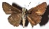  ( - 16-SRNP-55098)  @14 [ ] CreativeCommons - Attribution Non-Commercial Share-Alike (2018) Daniel H. Janzen Guanacaste Dry Forest Conservation Fund