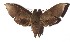  ( - 16-SRNP-55690)  @14 [ ] CreativeCommons  Attribution Non-Commercial Share-Alike (2019) Daniel H. Janzen Guanacaste Dry Forest Conservation Fund
