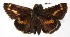  ( - 16-SRNP-65265)  @11 [ ] CreativeCommons - Attribution Non-Commercial Share-Alike (2018) Daniel H. Janzen Guanacaste Dry Forest Conservation Fund