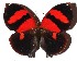  ( - 16-SRNP-65451)  @14 [ ] CreativeCommons - Attribution Non-Commercial Share-Alike (2018) Daniel H. Janzen Guanacaste Dry Forest Conservation Fund
