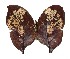  ( - 16-SRNP-70479)  @14 [ ] CreativeCommons  Attribution Non-Commercial Share-Alike (2019) Daniel H. Janzen Guanacaste Dry Forest Conservation Fund