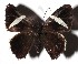  ( - 16-SRNP-70958)  @13 [ ] CreativeCommons - Attribution Non-Commercial Share-Alike (2018) Daniel H. Janzen Guanacaste Dry Forest Conservation Fund