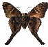  ( - 16-SRNP-71289)  @12 [ ] CreativeCommons - Attribution Non-Commercial Share-Alike (2018) Daniel H. Janzen Guanacaste Dry Forest Conservation Fund