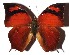  ( - 16-SRNP-71424)  @14 [ ] CreativeCommons - Attribution Non-Commercial Share-Alike (2018) Daniel H. Janzen Guanacaste Dry Forest Conservation Fund