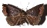  ( - 16-SRNP-71446)  @13 [ ] CreativeCommons - Attribution Non-Commercial Share-Alike (2018) Daniel H. Janzen Guanacaste Dry Forest Conservation Fund