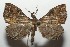  ( - 17-SRNP-100469)  @13 [ ] CreativeCommons - Attribution Non-Commercial Share-Alike (2018) Daniel H. Janzen Guanacaste Dry Forest Conservation Fund