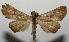  ( - 17-SRNP-100593)  @13 [ ] CreativeCommons - Attribution Non-Commercial Share-Alike (2018) Daniel H. Janzen Guanacaste Dry Forest Conservation Fund