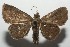 ( - 17-SRNP-100597)  @11 [ ] CreativeCommons - Attribution Non-Commercial Share-Alike (2018) Daniel H. Janzen Guanacaste Dry Forest Conservation Fund