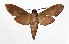  ( - 17-SRNP-10073)  @14 [ ] CreativeCommons  Attribution Non-Commercial Share-Alike (2019) Daniel H. Janzen Guanacaste Dry Forest Conservation Fund