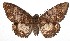  ( - 17-SRNP-10087)  @13 [ ] CreativeCommons - Attribution Non-Commercial Share-Alike (2018) Daniel H. Janzen Guanacaste Dry Forest Conservation Fund