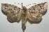  ( - 17-SRNP-100977)  @15 [ ] CreativeCommons - Attribution Non-Commercial Share-Alike (2018) Daniel H. Janzen Guanacaste Dry Forest Conservation Fund