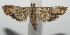 ( - 17-SRNP-101033)  @11 [ ] CreativeCommons - Attribution Non-Commercial Share-Alike (2018) Daniel H. Janzen Guanacaste Dry Forest Conservation Fund