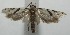  ( - 17-SRNP-101096)  @11 [ ] CreativeCommons - Attribution Non-Commercial Share-Alike (2018) Daniel H. Janzen Guanacaste Dry Forest Conservation Fund