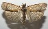  ( - 17-SRNP-101331)  @11 [ ] CreativeCommons - Attribution Non-Commercial Share-Alike (2018) Daniel H. Janzen Guanacaste Dry Forest Conservation Fund