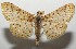  ( - 17-SRNP-101345)  @13 [ ] CreativeCommons - Attribution Non-Commercial Share-Alike (2018) Daniel H. Janzen Guanacaste Dry Forest Conservation Fund