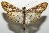  (Polygrammodes Janzen03 - 17-SRNP-101346)  @14 [ ] CreativeCommons - Attribution Non-Commercial Share-Alike (2018) Daniel H. Janzen Guanacaste Dry Forest Conservation Fund