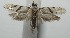  ( - 17-SRNP-101439)  @11 [ ] CreativeCommons - Attribution Non-Commercial Share-Alike (2018) Daniel H. Janzen Guanacaste Dry Forest Conservation Fund