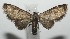  ( - 17-SRNP-101678)  @13 [ ] CreativeCommons - Attribution Non-Commercial Share-Alike (2018) Daniel H. Janzen Guanacaste Dry Forest Conservation Fund