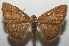  ( - 17-SRNP-101728)  @13 [ ] CreativeCommons - Attribution Non-Commercial Share-Alike (2018) Daniel H. Janzen Guanacaste Dry Forest Conservation Fund