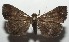  ( - 17-SRNP-101805)  @13 [ ] CreativeCommons - Attribution Non-Commercial Share-Alike (2018) Daniel H. Janzen Guanacaste Dry Forest Conservation Fund