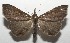  ( - 17-SRNP-101807)  @11 [ ] CreativeCommons - Attribution Non-Commercial Share-Alike (2018) Daniel H. Janzen Guanacaste Dry Forest Conservation Fund