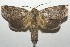  ( - 17-SRNP-101836)  @14 [ ] CreativeCommons - Attribution Non-Commercial Share-Alike (2018) Daniel H. Janzen Guanacaste Dry Forest Conservation Fund