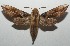  ( - 17-SRNP-101854)  @14 [ ] CreativeCommons - Attribution Non-Commercial Share-Alike (2018) Daniel H. Janzen Guanacaste Dry Forest Conservation Fund