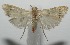  (chryBioLep01 BioLep5774 - 17-SRNP-101914)  @14 [ ] CreativeCommons - Attribution Non-Commercial Share-Alike (2018) Daniel H. Janzen Guanacaste Dry Forest Conservation Fund