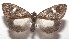  ( - 17-SRNP-102142)  @14 [ ] CreativeCommons - Attribution Non-Commercial Share-Alike (2018) Daniel H. Janzen Guanacaste Dry Forest Conservation Fund