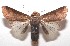 ( - 17-SRNP-102494)  @11 [ ] CreativeCommons - Attribution Non-Commercial Share-Alike (2018) Daniel H. Janzen Guanacaste Dry Forest Conservation Fund