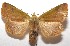  ( - 17-SRNP-102495)  @13 [ ] CreativeCommons - Attribution Non-Commercial Share-Alike (2018) Daniel H. Janzen Guanacaste Dry Forest Conservation Fund