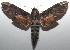  ( - 17-SRNP-102521)  @13 [ ] CreativeCommons - Attribution Non-Commercial Share-Alike (2018) Daniel H. Janzen Guanacaste Dry Forest Conservation Fund