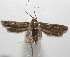  (Blastobasis iuanaeDHJ01 - 17-SRNP-102862)  @13 [ ] CreativeCommons - Attribution Non-Commercial Share-Alike (2018) Daniel H. Janzen Guanacaste Dry Forest Conservation Fund
