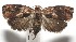  ( - 17-SRNP-102900)  @11 [ ] CreativeCommons - Attribution Non-Commercial Share-Alike (2018) Daniel H. Janzen Guanacaste Dry Forest Conservation Fund