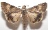 ( - 17-SRNP-103156)  @14 [ ] CreativeCommons - Attribution Non-Commercial Share-Alike (2018) Daniel H. Janzen Guanacaste Dry Forest Conservation Fund