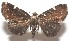  ( - 17-SRNP-103190)  @11 [ ] CreativeCommons - Attribution Non-Commercial Share-Alike (2018) Daniel H. Janzen Guanacaste Dry Forest Conservation Fund