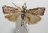  ( - 17-SRNP-103252)  @11 [ ] CreativeCommons - Attribution Non-Commercial Share-Alike (2018) Daniel H. Janzen Guanacaste Dry Forest Conservation Fund