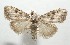  ( - 17-SRNP-103256)  @14 [ ] CreativeCommons - Attribution Non-Commercial Share-Alike (2018) Daniel H. Janzen Guanacaste Dry Forest Conservation Fund