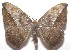  ( - 17-SRNP-103379)  @14 [ ] CreativeCommons - Attribution Non-Commercial Share-Alike (2018) Daniel H. Janzen Guanacaste Dry Forest Conservation Fund