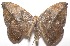  ( - 17-SRNP-103380)  @13 [ ] CreativeCommons - Attribution Non-Commercial Share-Alike (2018) Daniel H. Janzen Guanacaste Dry Forest Conservation Fund