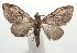  ( - 17-SRNP-103491)  @11 [ ] CreativeCommons - Attribution Non-Commercial Share-Alike (2018) Daniel H. Janzen Guanacaste Dry Forest Conservation Fund