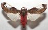  ( - 17-SRNP-103532)  @14 [ ] CreativeCommons - Attribution Non-Commercial Share-Alike (2018) Daniel H. Janzen Guanacaste Dry Forest Conservation Fund