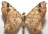  ( - 17-SRNP-103549)  @11 [ ] CreativeCommons - Attribution Non-Commercial Share-Alike (2018) Daniel H. Janzen Guanacaste Dry Forest Conservation Fund
