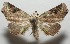  (erebidBioLep6369 - 17-SRNP-103864)  @11 [ ] CreativeCommons - Attribution Non-Commercial Share-Alike (2018) Daniel H. Janzen Guanacaste Dry Forest Conservation Fund