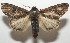  (Ianassa moribundaDHJ04 - 17-SRNP-103885)  @14 [ ] CreativeCommons - Attribution Non-Commercial Share-Alike (2018) Daniel H. Janzen Guanacaste Dry Forest Conservation Fund