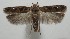 ( - 17-SRNP-103951)  @11 [ ] CreativeCommons - Attribution Non-Commercial Share-Alike (2018) Daniel H. Janzen Guanacaste Dry Forest Conservation Fund